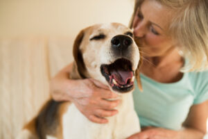A piometra ocorre mais frequentemente em cadelas de idade adulta ou idosa
